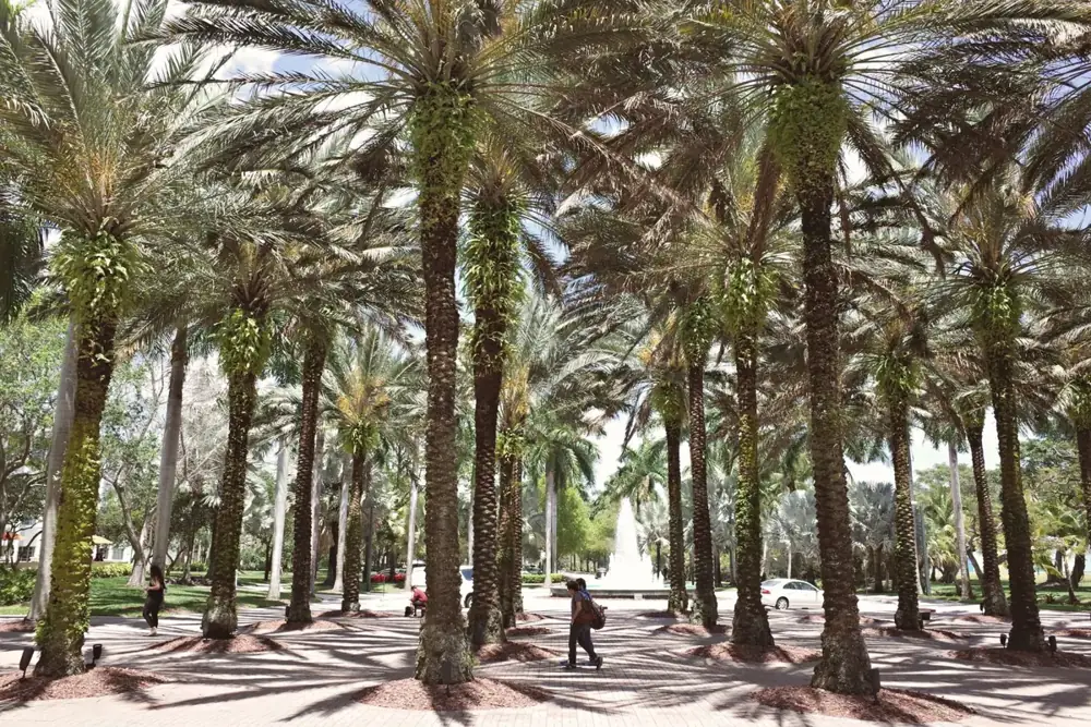Palm-lined walkway on a sunny day in Coral Gables